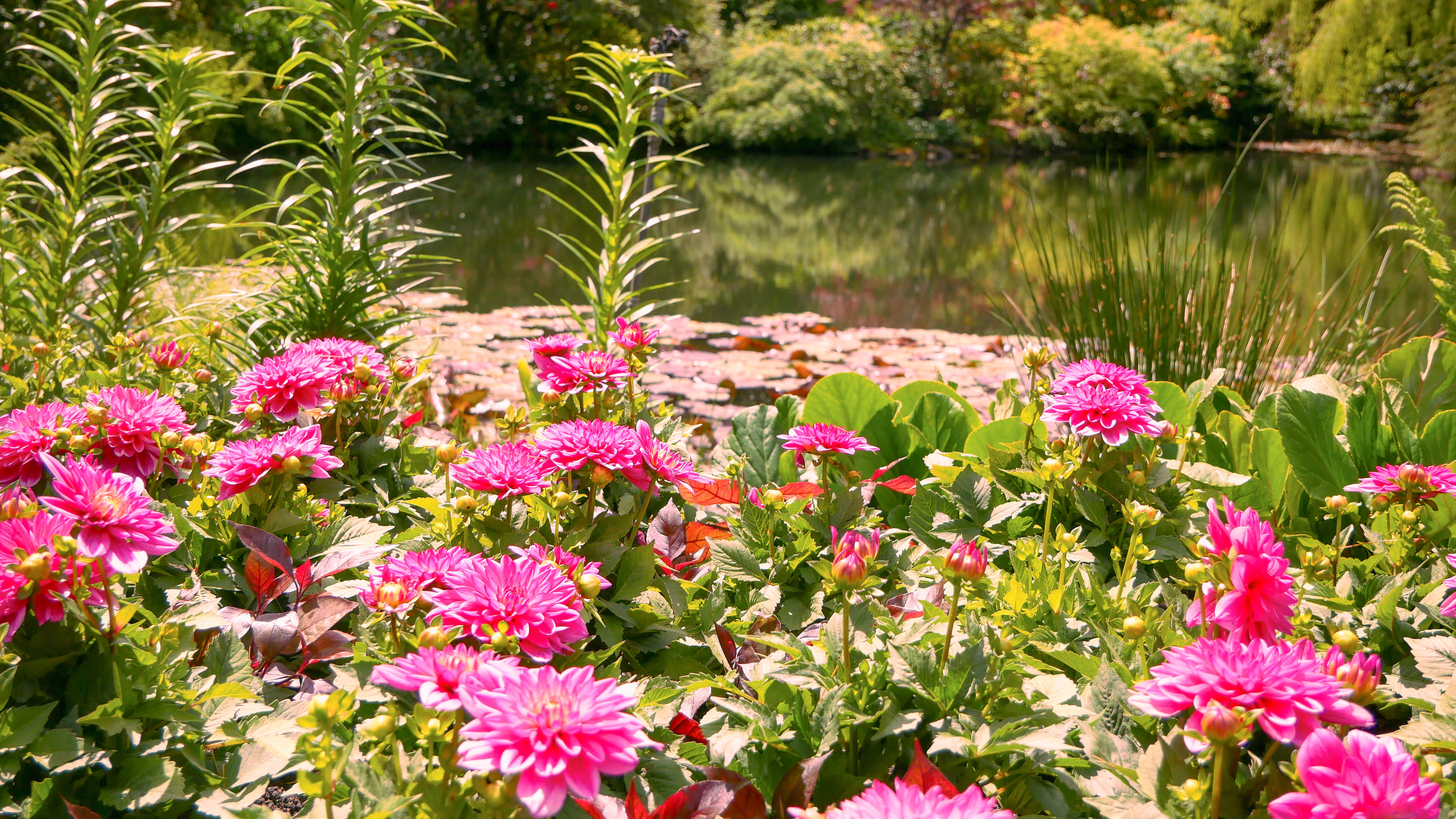 A Picture of flowers in a pond